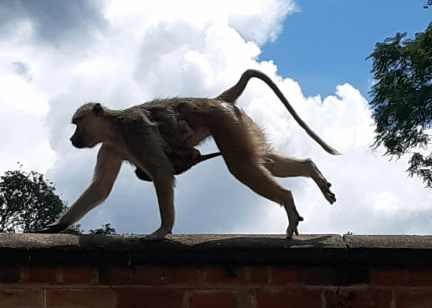A baboon with young on a wall in Zomba