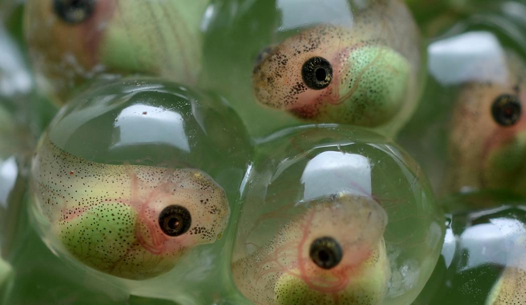 Treefrog tadpoles by Geoff Gallice (www.flickr.com/dejeuxx) used under CC-BY 2.0 license