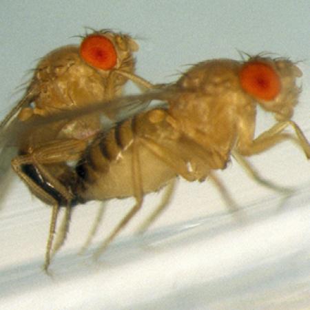 Drosophila melanogaster mating - Photo: T. Chapman in PLoS Biology; Vol. 6, No. 7, e179; July 29, 2008. (CC-BY 2.0)