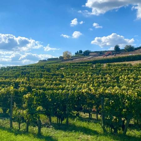 Vineyards in the Saint Emilion region
