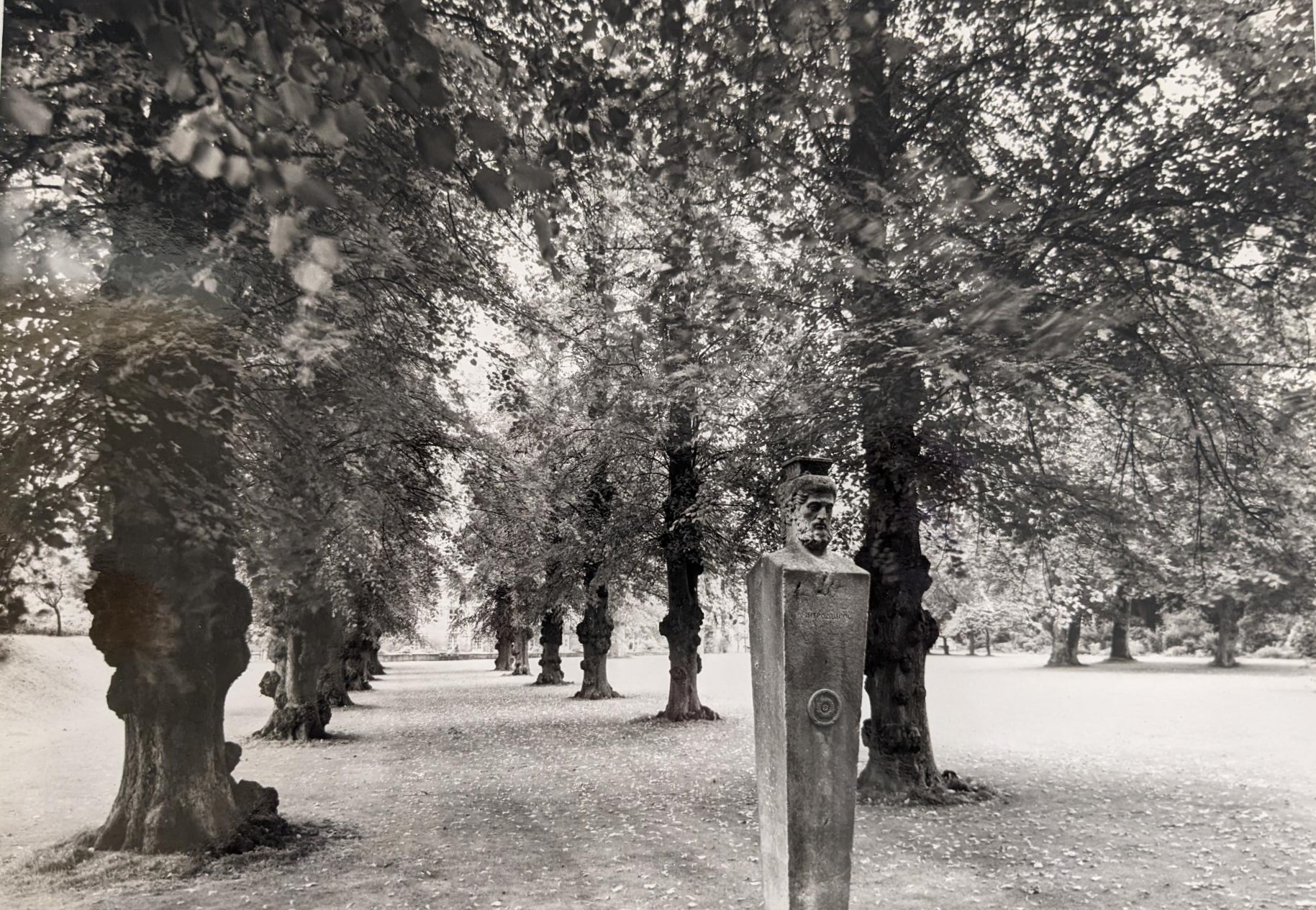 Lime Tree Walk in 1980 before the trees were lost to disease
