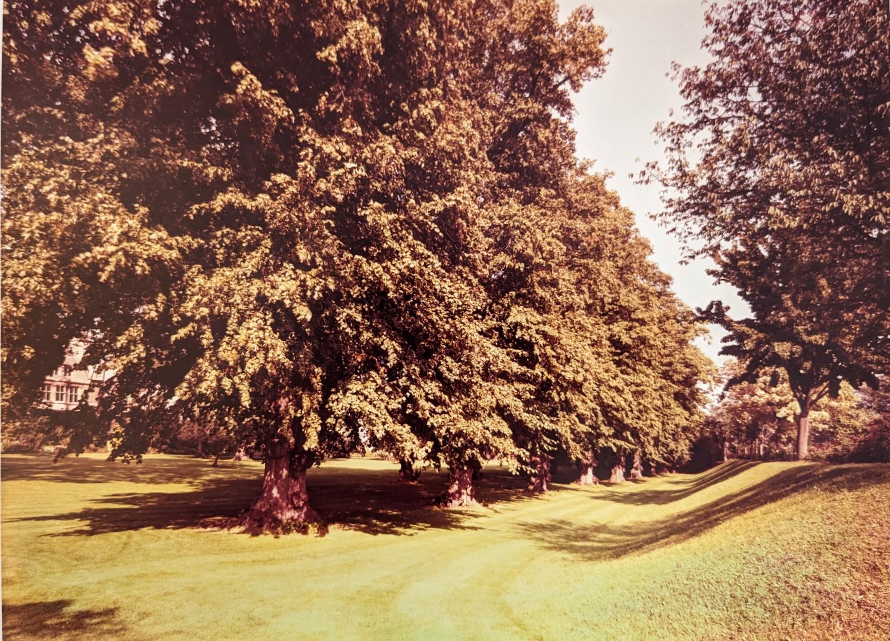 Lime Tree Walk in Fellow's Garden, 1980. (Photo from the College Estates Archives)
