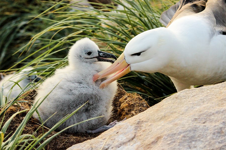 A returning albatross preens its 3-week old chick - Photo: © Natasha Gillies