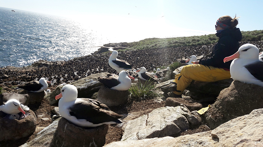 Conducting observations in the albatross colony - Photo: © Natasha Gillies