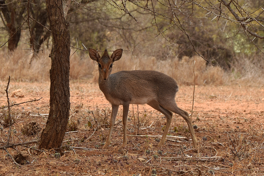 Gunther's dik-dik: our study subject.