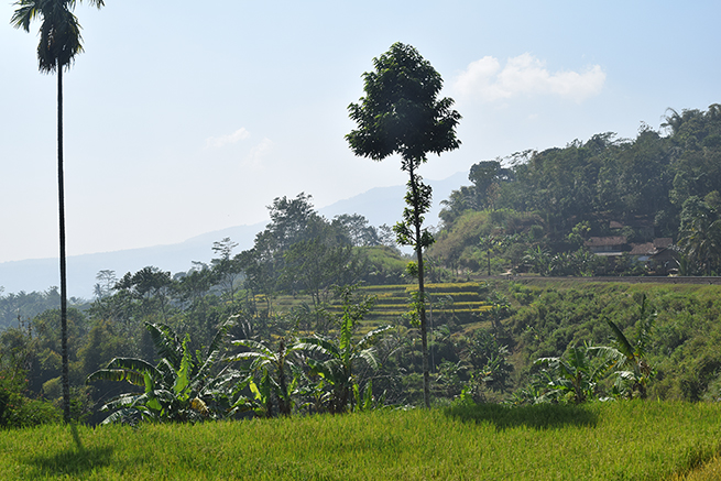 The volcanic landscape between Bogor and Bandung - Photo: © Yuri van Nieuwkerk