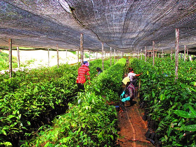 Rows of hand-reared dipterocarp trees at a conservation nursery in Danum Valley - Photo: © Henry Grub