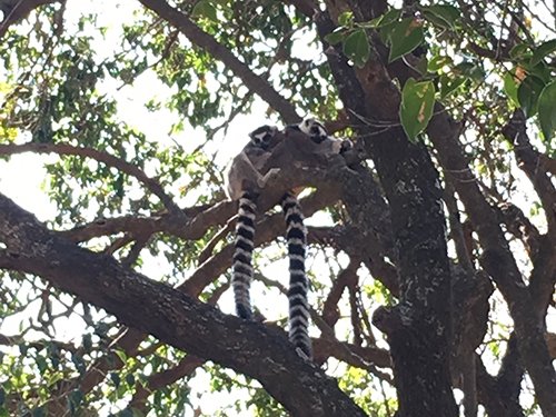 Lemurs - © Paris Jaggers