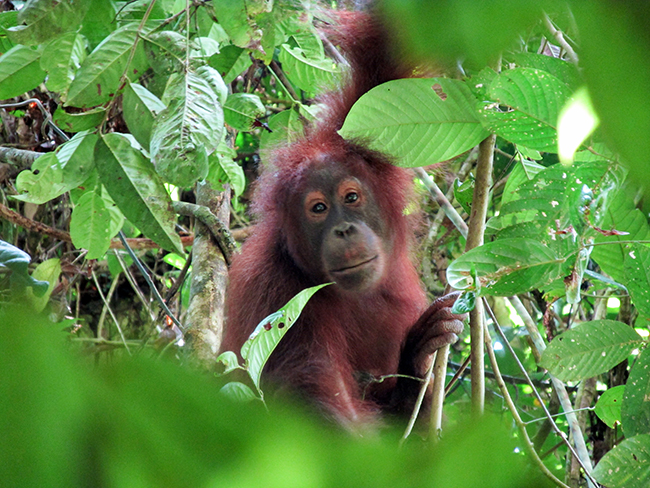 A young, fully wild, male orangutan in the Danum Valley rainforest - Photo: © Henry Grub