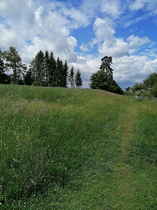 A meadow in Kaufering