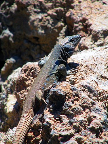 A Canary Islands endemic: the native Tenerife lizard (Gallotia galloti) - © Henry Grub