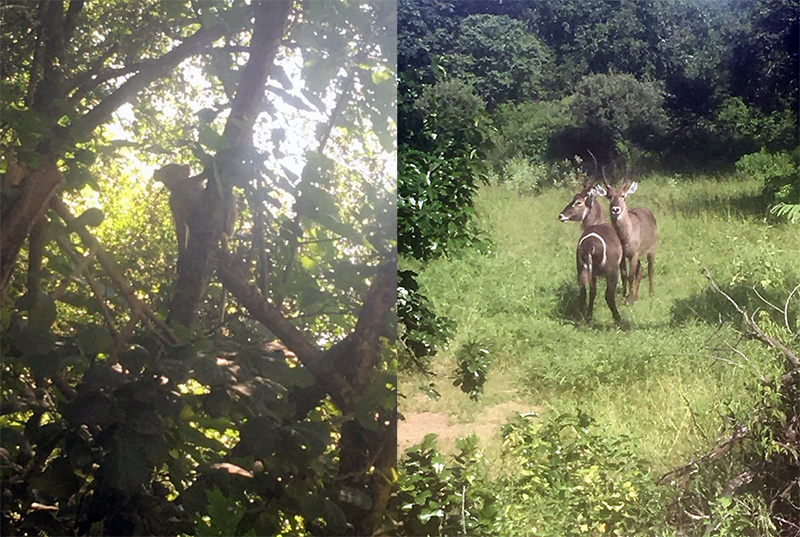 (L-R) A vervet monkey; male impala(?)