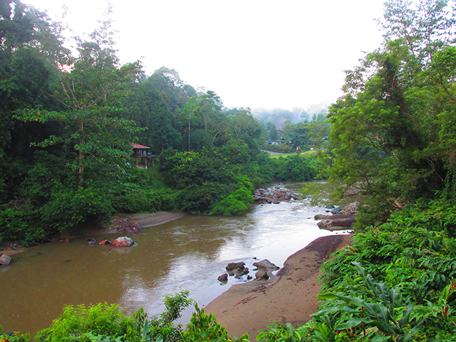 A view looking across the Segama River back towards the Danum Valley Field Station - Photo: © Henry Grub