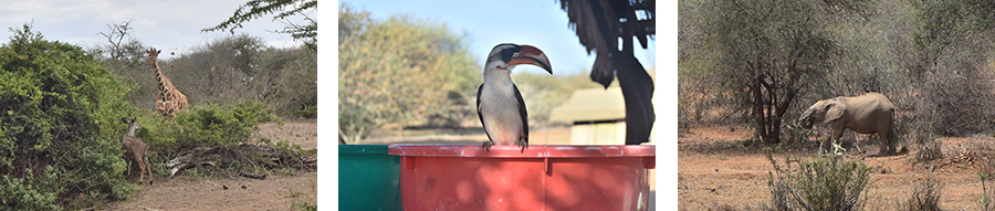 Camp visitors: Reticulated giraffe and Lesser Kudu; a Red-billed hornbill; African elephant