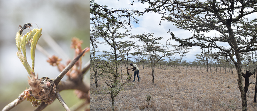 At the KLEE plots, collecting data on the Whistling thorn acacia and its ant symbionts
