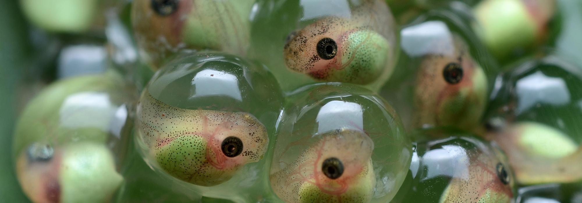 Used under CC-BY 2.0 license Treefrog tadpoles by Geoff Gallice