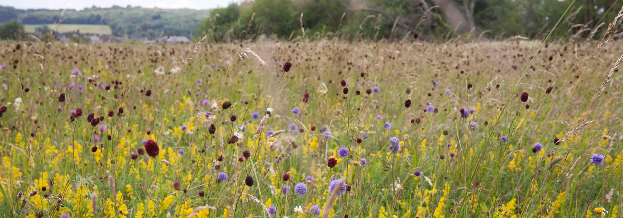 A species-rich wildflower meadow