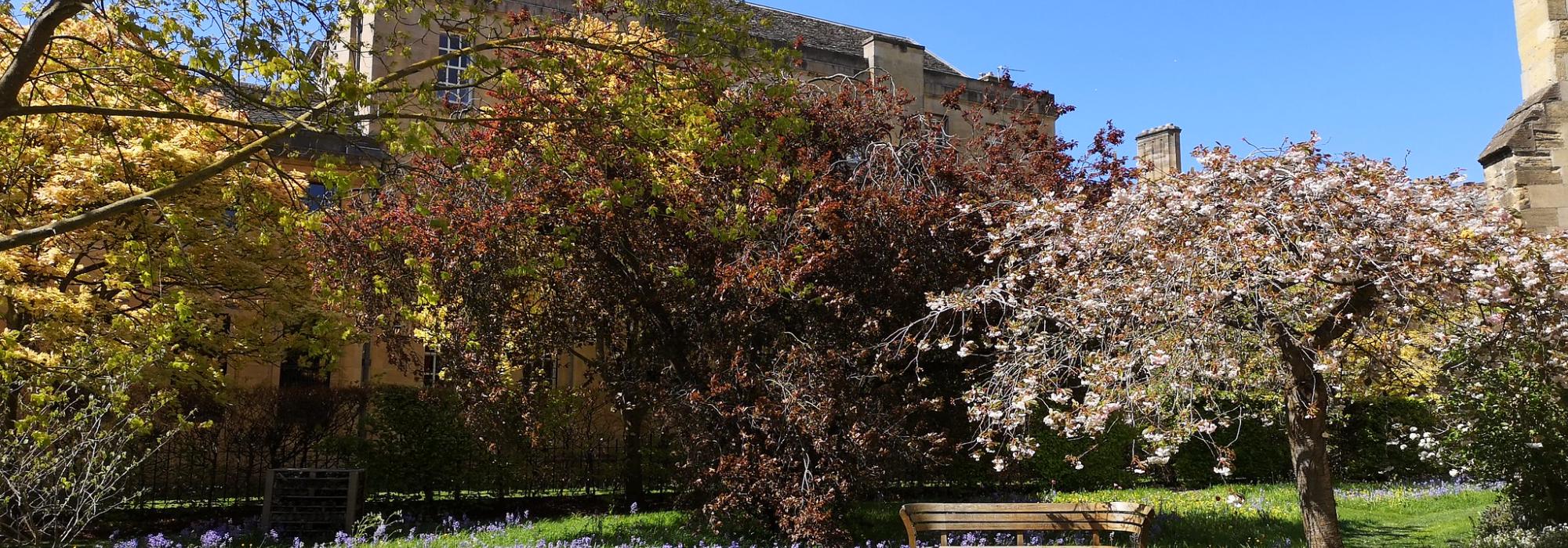 Trees and college buildings