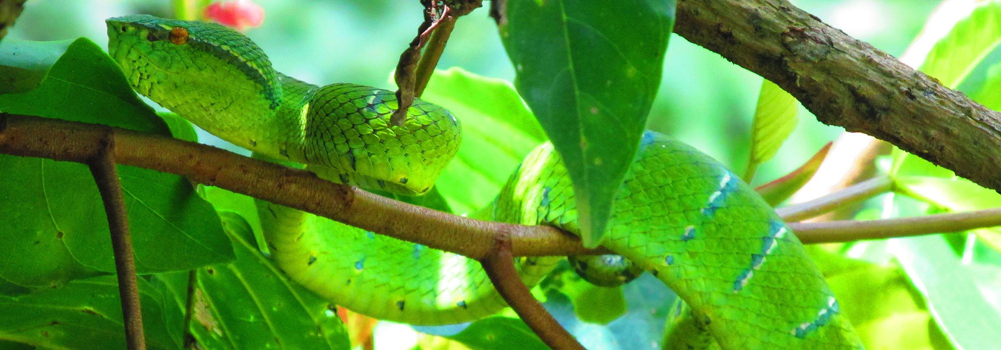 A deadly pit viper sitting motionless in a tree - Photo: © Henry Grub