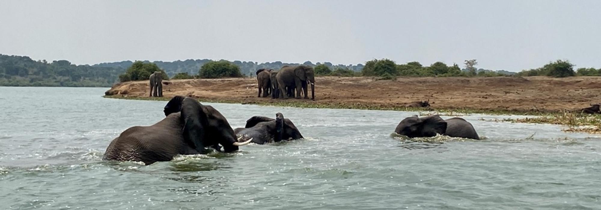 Elephants in Queen Elizabeth National Park