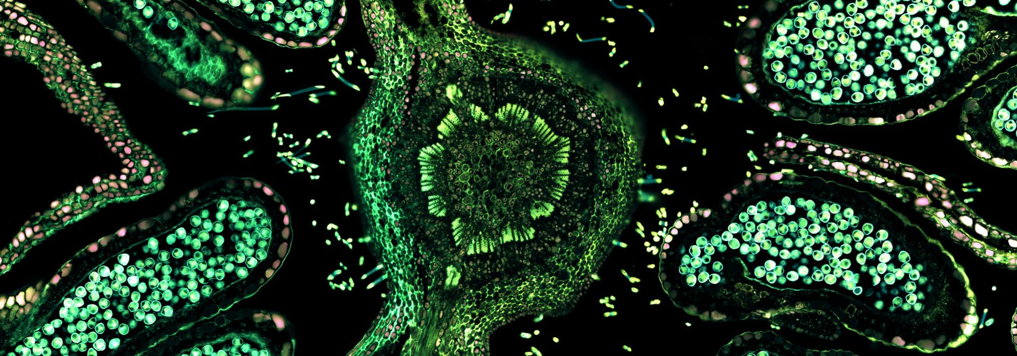 Hazelnut (male flower), overlay of 7 channel autofluorescence microscopy - Image: © ZEISS Microscopy (CC-BY 2.0)