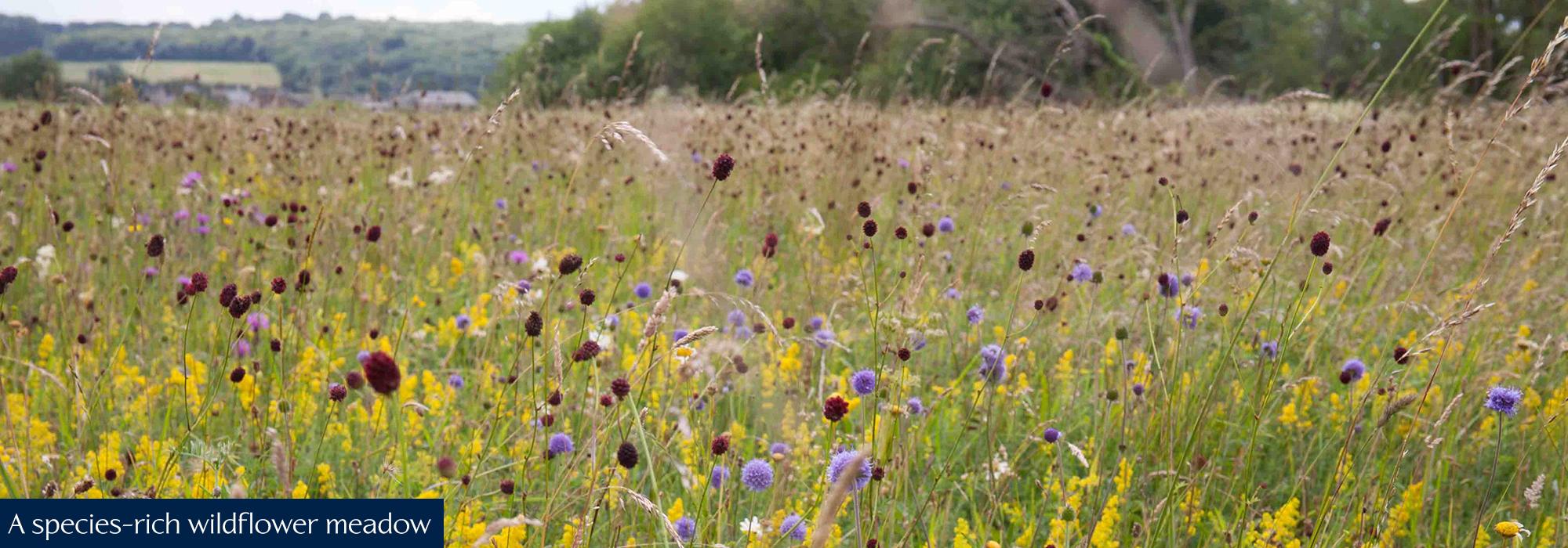 A species-rich wildflower meadow A species-rich wildflower meadow
