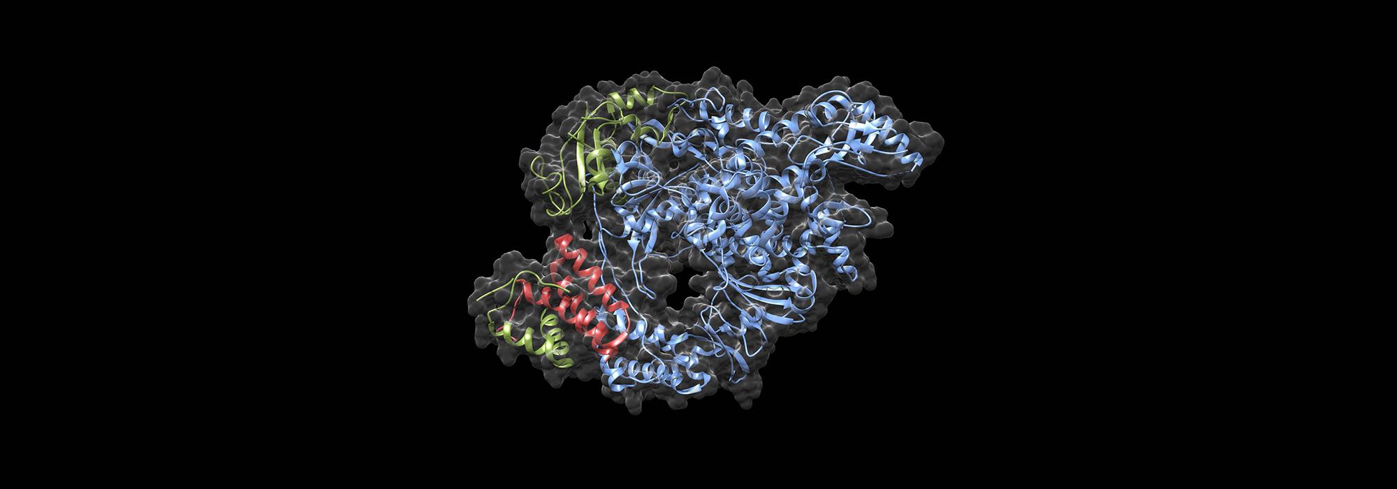SARS-CoV-2 RNA polymerase complex SARS-CoV-2 RNA polymerase complex