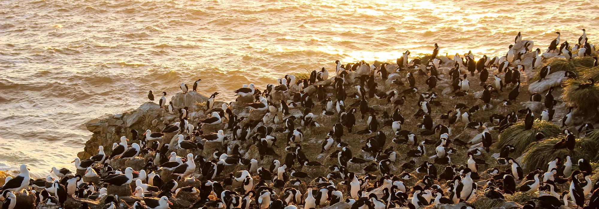 The colony at dusk, where a mix of black-browed albatross, rockhopper penguins, and king cormorants compete for nesting space - Photo: © Natasha Gillies The colony at dusk, where a mix of black-browed albatross, rockhopper penguins, and king cormorants compete for nesting space - Photo: © Natasha Gillies