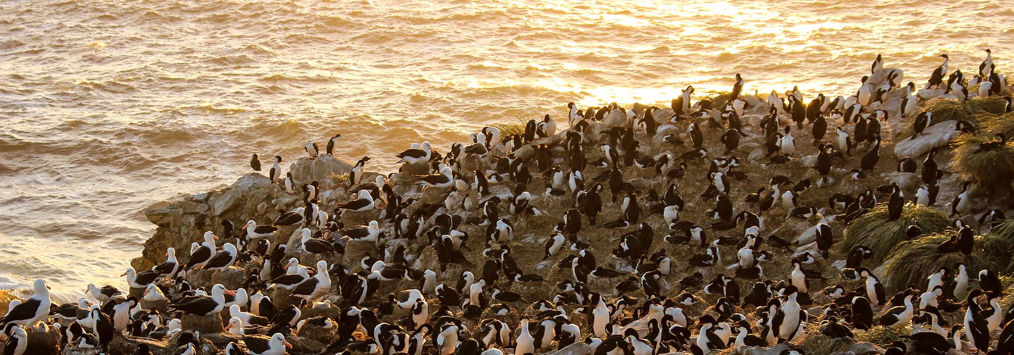 The colony at dusk, where a mix of black-browed albatross, rockhopper penguins, and king cormorants compete for nesting space - Photo: © Natasha Gillies