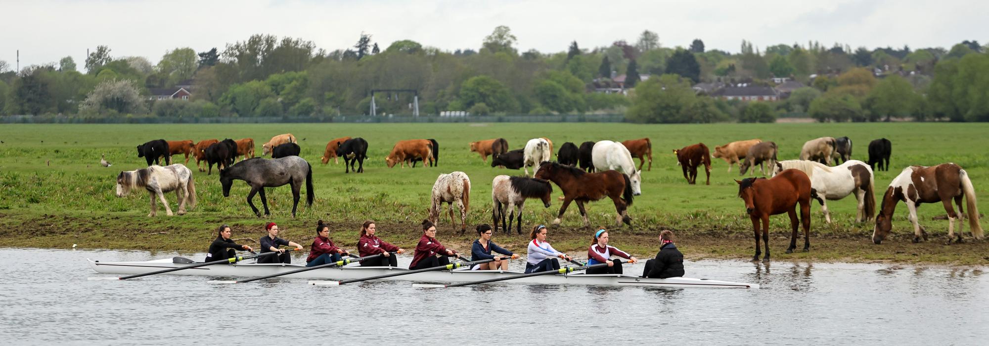 women rowing in the river with horses on the bank and the field next to the river