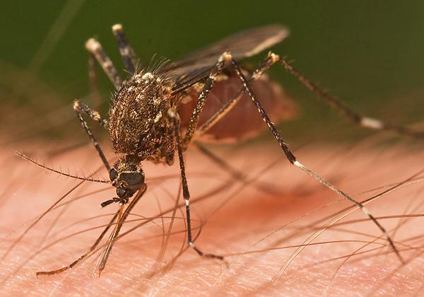 Female Ochlerotatus notoscriptus feeding on a human arm - © JJ Harrison [CC BY-SA 3.0]