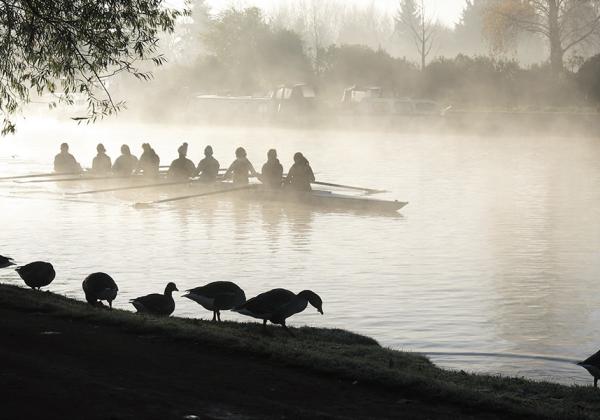 Geese and rowers sharing the river at Christ Church Meadow - Photo: © Sofia Coelho