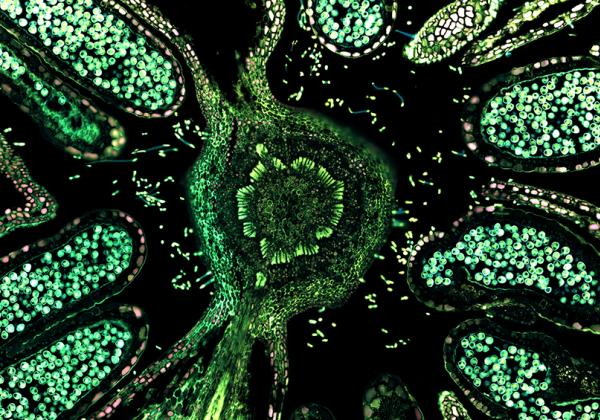 Hazelnut (male flower), overlay of 7 channel autofluorescence microscopy - Image: © ZEISS Microscopy (CC-BY 2.0)
