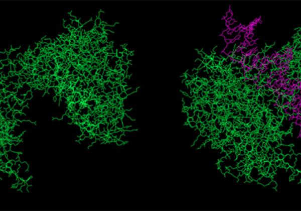 The three-dimensional structure of cGAS - Image: © Dylan Adlard, imaged using MacPyMol - pymol.org