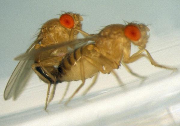 Drosophila melanogaster mating - Photo: T. Chapman in PLoS Biology; Vol. 6, No. 7, e179; July 29, 2008. (CC-BY 2.0)