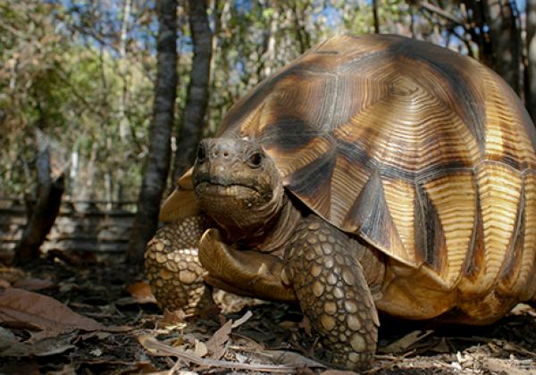 A ploughshare tortoise - Photo: © Andrew Routh
