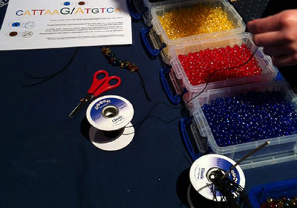 Beads and elastic, components ready to made into representations of DNA