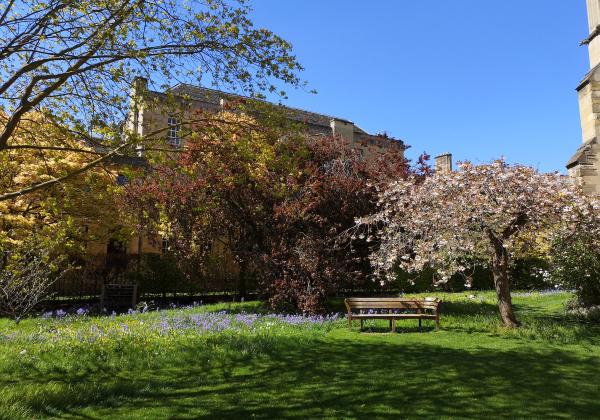Trees and college buildings