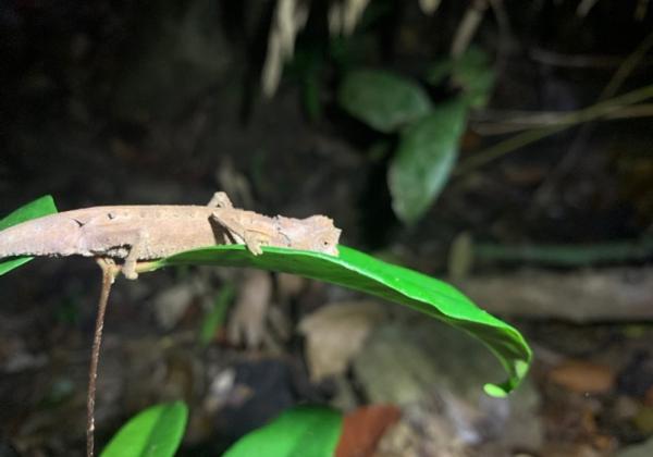 Leaf chameleon 