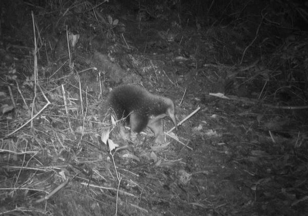 The first ever photograph of Attenborough's long-beaked echidna (c) Expedition Cyclops
