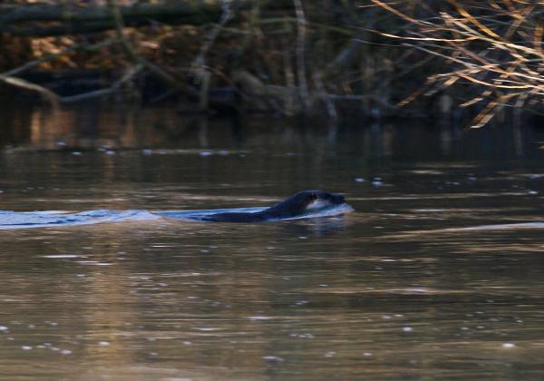 Otter