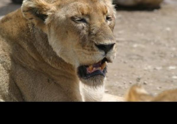 Lion