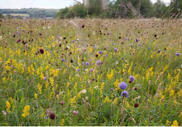Wildflower Meadows