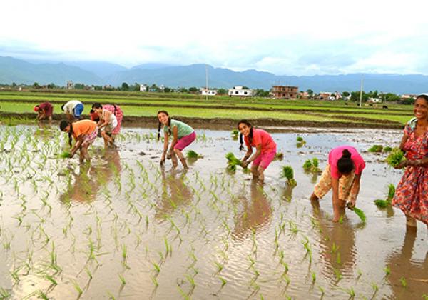 Women harvesting rice - Photo by Jessica Thorn