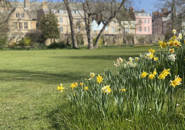 Yellow Flowers in Fellows Garden, Merton College © Toby Adkins