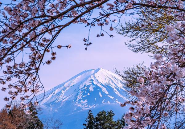 A view of Mount Fuji's white peak on a blue background framed with pink cherry blossom