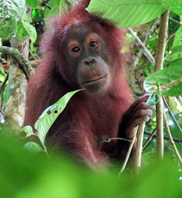 A young, fully wild, male orangutan in the Danum Valley rainforest - Photo: © Henry Grub