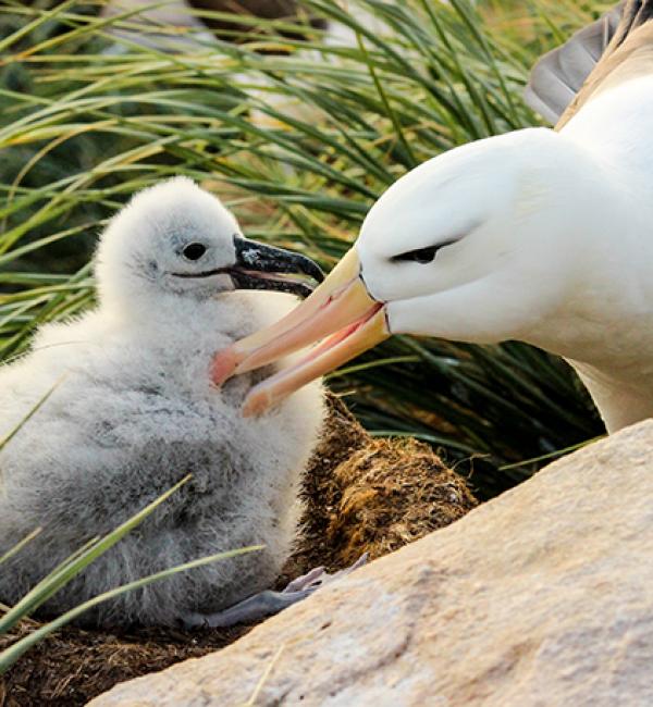 A returning albatross preens its 3-week old chick - Photo: © Natasha Gillies