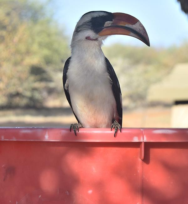 A Red-billed hornbill