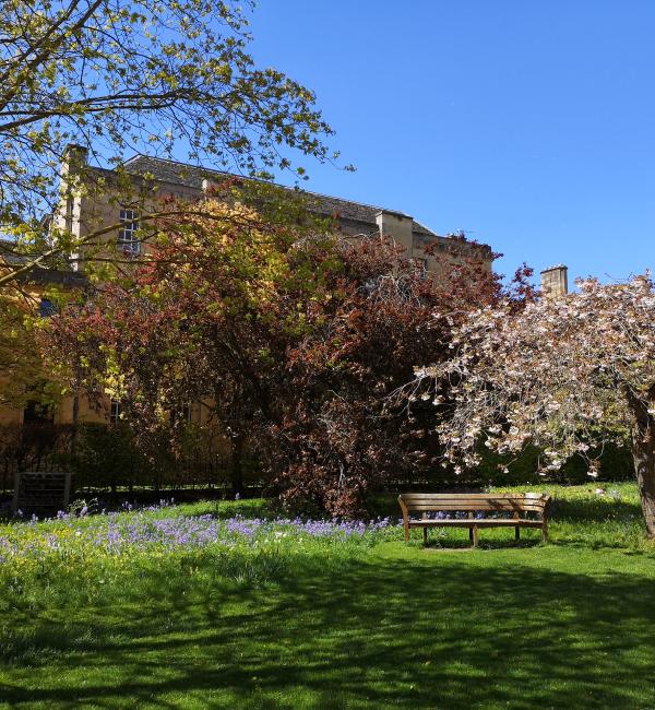 Trees and college buildings